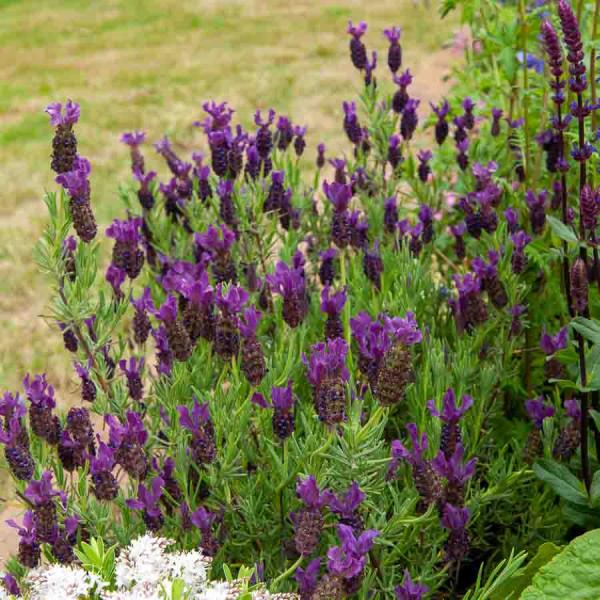 Fleurs - Lavande Papillon - Graines d'Exception - face recto